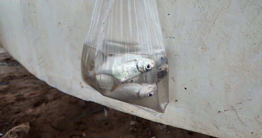 Close up shows fresh fish caught by a fisherman in the Mekong River, contained within a water filled plastic bag hanging against a wall.
