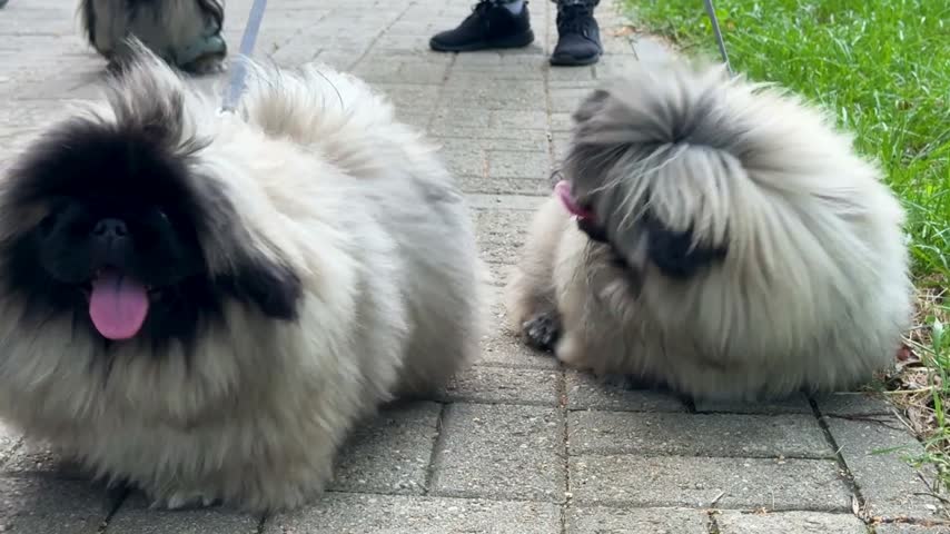 Two adorable puppies standing beside their owner.