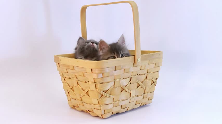 A group of adorable kittens sitting together inside a rustic wooden bucket, showing their playful and curious nature.