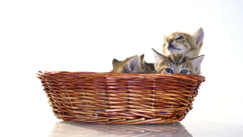 A group of adorable kittens sitting together inside a rustic wooden bucket, showing their playful and curious nature.