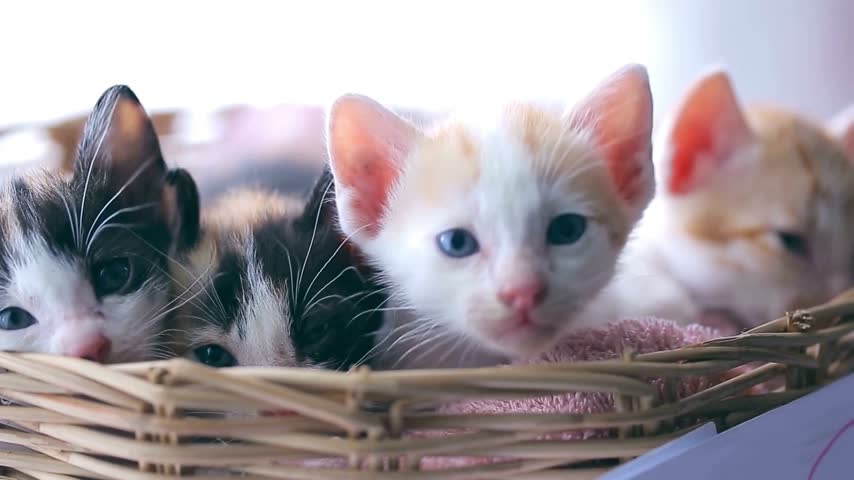 A group of adorable kittens sitting together inside a rustic wooden bucket, showing their playful and curious nature