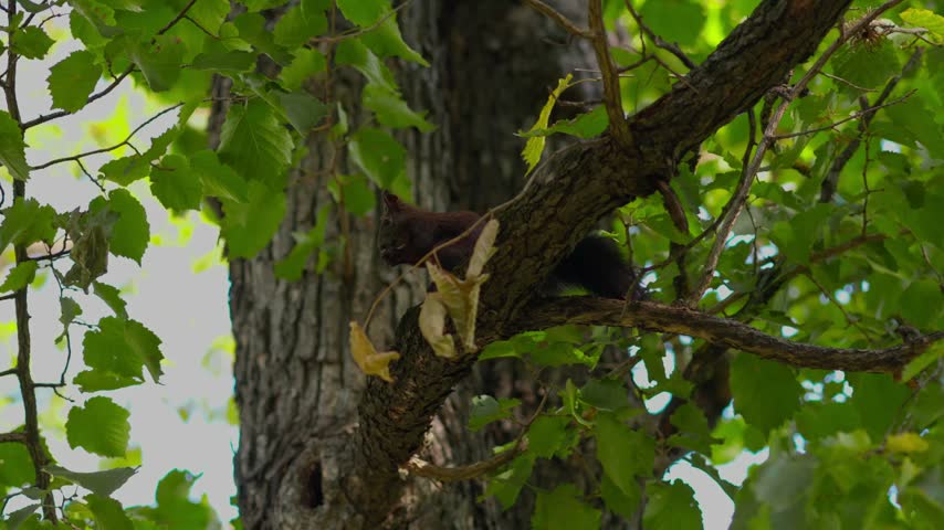 Red squirrel sitting on a tree branch among green leaves and eating something in a forest