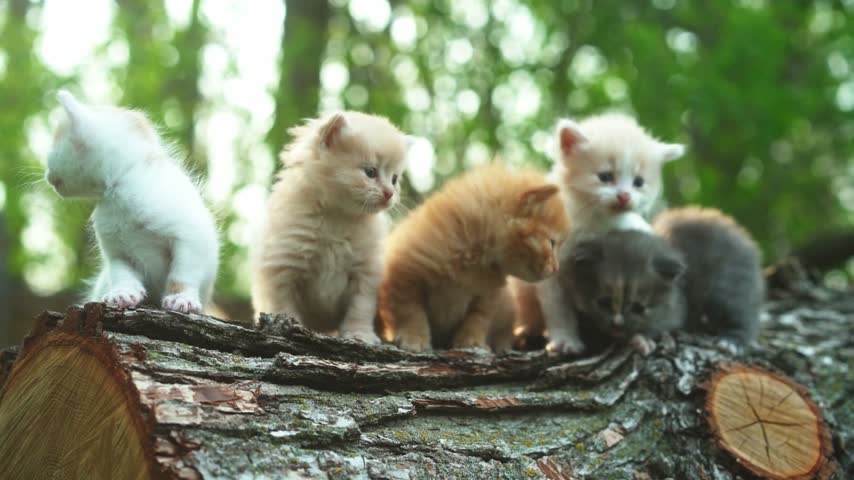 A group of adorable kittens gathered on a wooden surface, displaying their playful behavior and curious nature.
