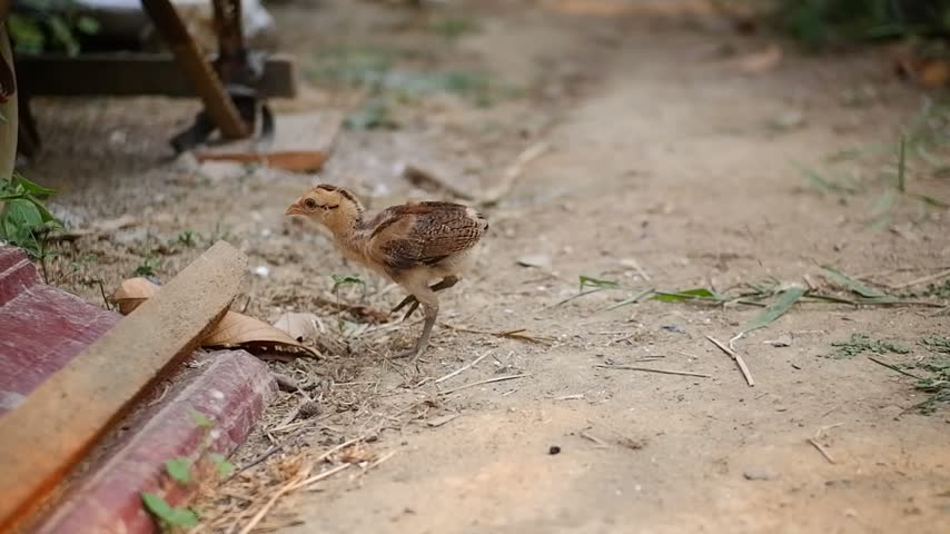 A chick scratches its head