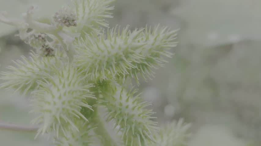 Close Up of Green Spiky Seed Pods Growing on a Plant