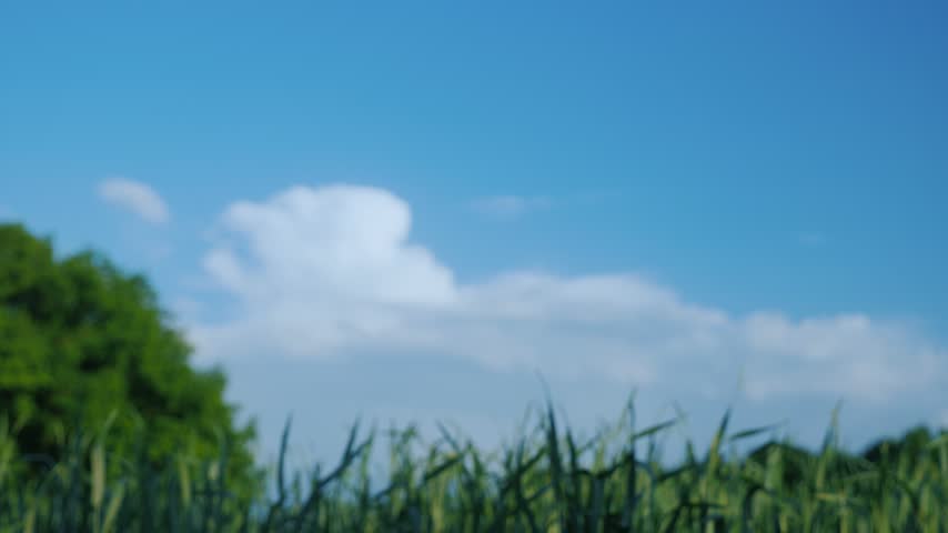 Two men shaking hands in a field with green wheat crops against blue sky in sunny weather.