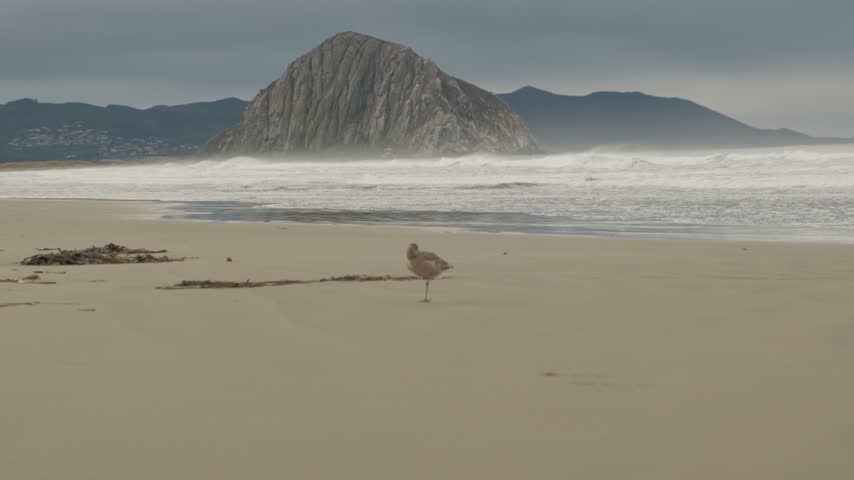 Morro Rock Landmark and Beach with Bird - Morro Bay, California
