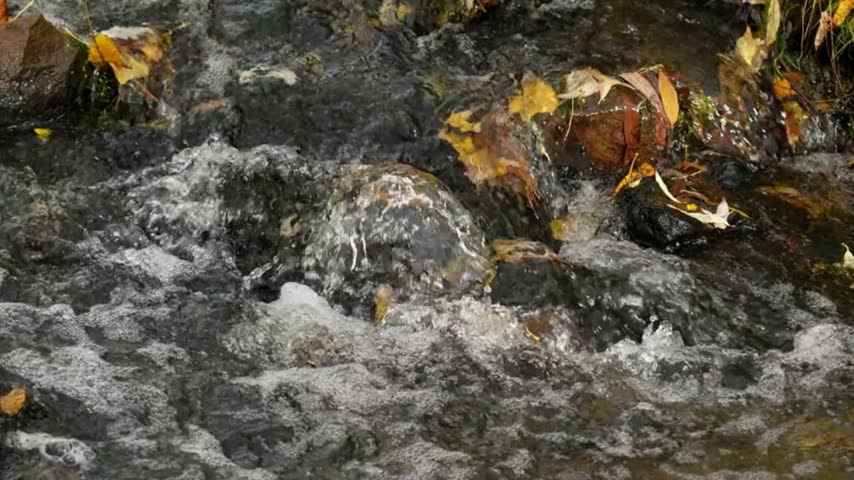 Autumn stream rushes over rocks and fallen leaves in slow motion, scenic forest water, seasonal nature, flowing creek and peaceful outdoor landscape.
