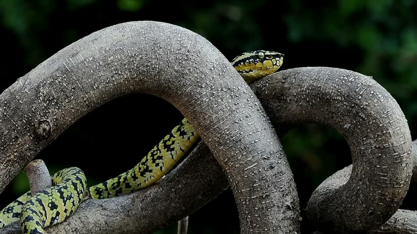 Beautiful yellow morph with black markings of the Wagler