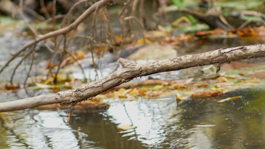 Fallen branch lies over an autumn forest stream with flowing water, natural woodland scene, seasonal foliage and peaceful freshwater landscape.