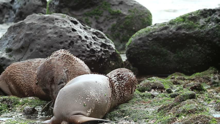 Two young Galapagos sea lions playing beside algae-covered rocks