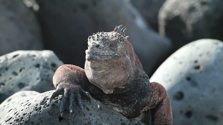 Marine iguana turning its head and extending its tongue among rocks