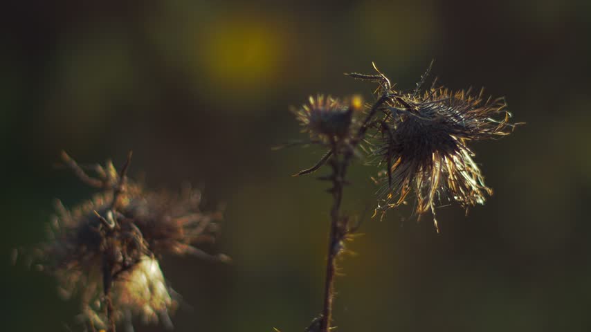 Dried plants with seed heads stand on thin stems in an outdoor field, with sunlight falling across them and a blurred natural background.