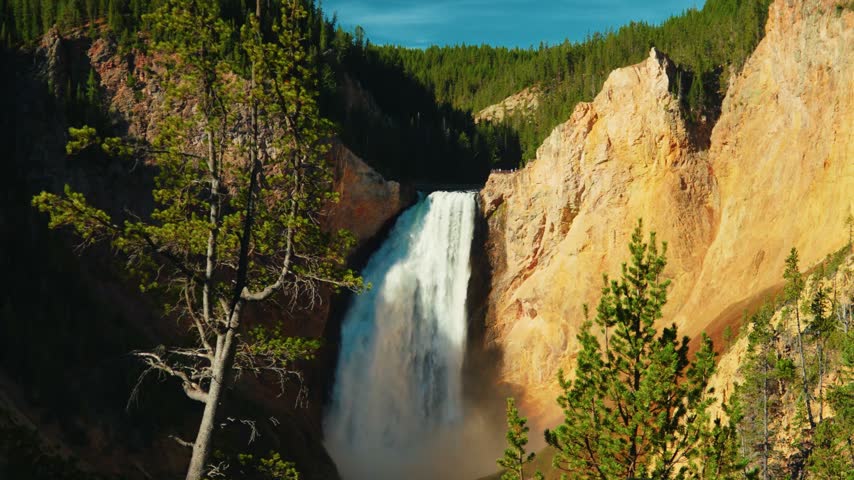 Lower Yellowstone Falls plunges down the canyon past glowing golden cliffs in warm morning light as green pine trees stand in the foreground and deep blue sky shows between the forested canyon rims.