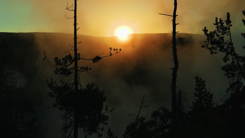 The rising sun glows through drifting geothermal steam behind dark pine tree silhouettes over a forested valley as warm golden light and thick mist fill the sky in the early morning at Yellowstone.