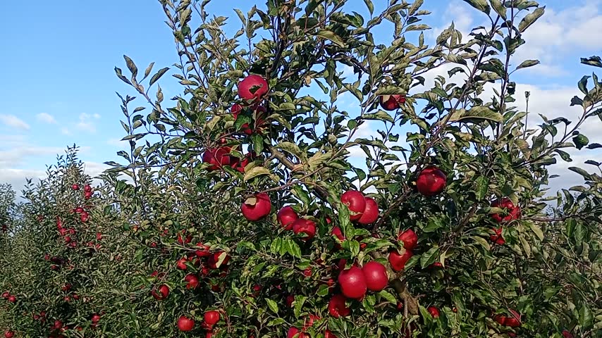 red apple tree in the garden and blue sky