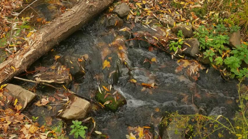 Autumn stream flows over rocks and fallen leaves in slow motion, scenic woodland water, seasonal nature detail and peaceful outdoor landscape.