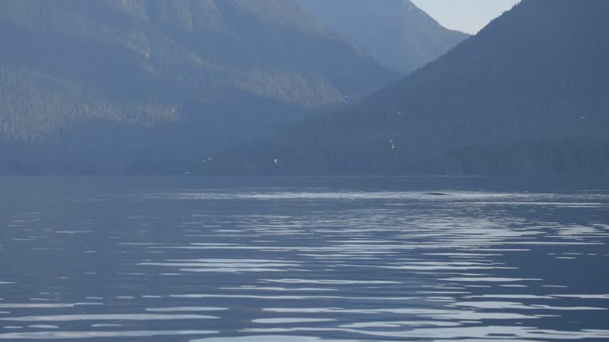Humpback whale and its calf lunge feeding on a calm ocean