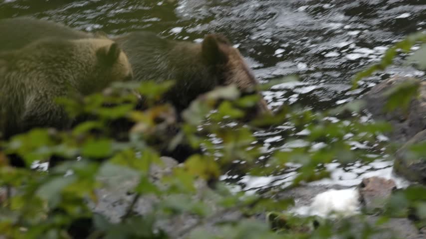 Mama grizzly with cub walk next to a river with bushes in the foreground