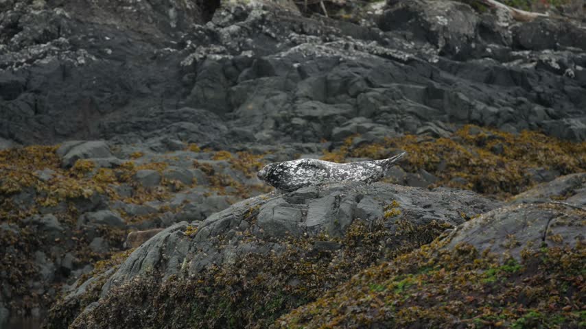 Harbor Seal with black and white spots on top of a rock resting.