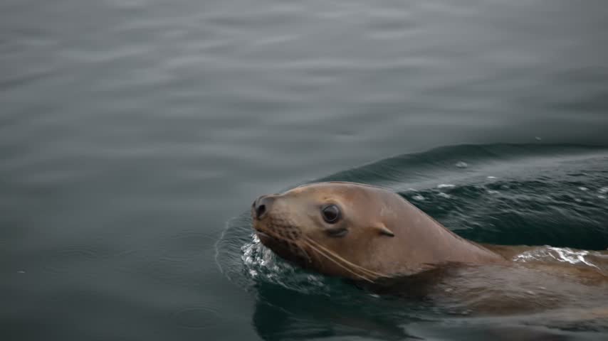 Close up of steller sea lion swimming then diving underwater