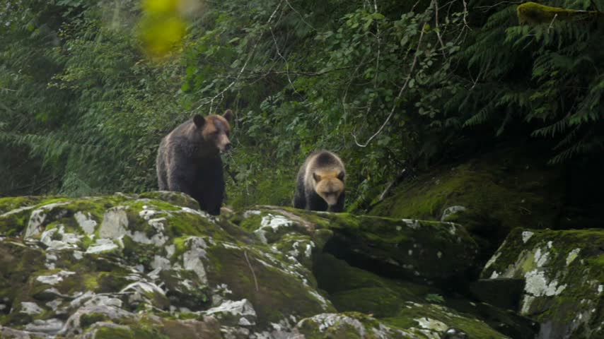 Mama grizzly with two cubs walk up to lookout to overlook a river together