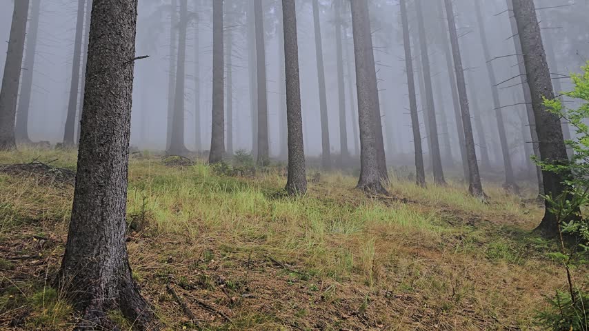 Dense fog fills a mountain forest as the camera moves between spruce and pine trees with dark trunks and partially illuminated branches.
