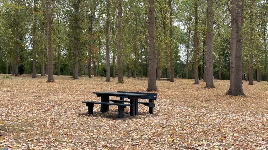 A quiet forest picnic area with a wooden table and fallen leaves. This woodland setting evokes outdoor recreation, wellbeing and seasonal travel.