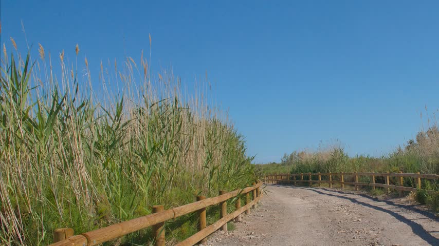 trail, path, sugarcane field, blue sky, nature