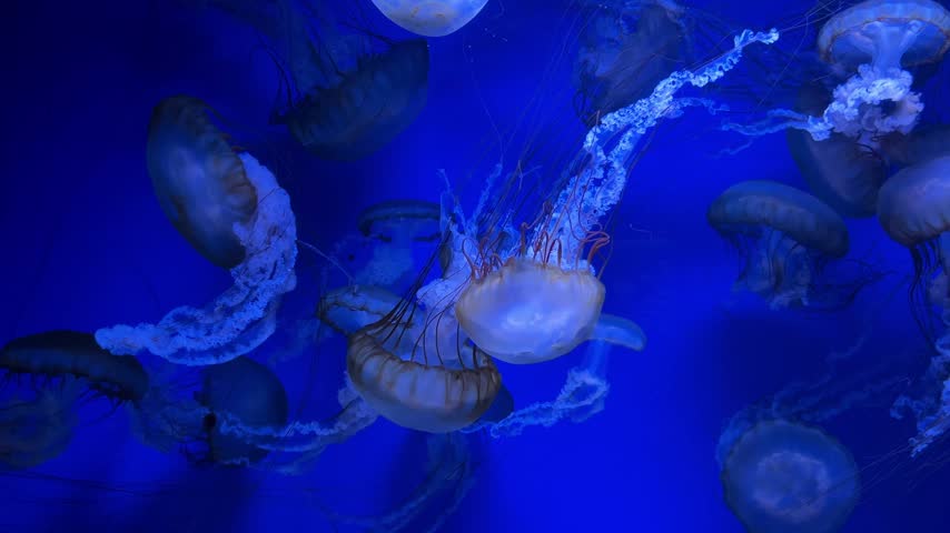 A group of jellyfish gracefully floats in water, surrounded by a deep blue background. Their translucent bodies and trailing tentacles create a mesmerizing underwater scene.