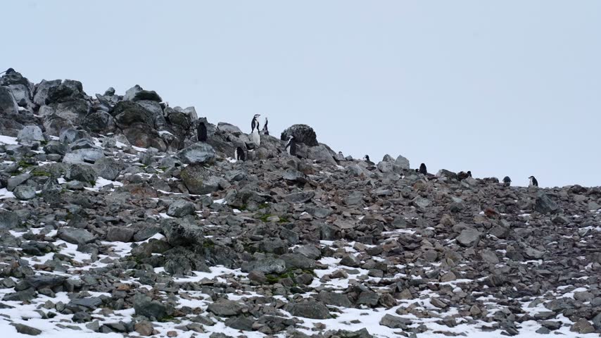 Antarctic expedition. Penguins gather and interact on a rocky beach in Antarctica during a chilly day. Antarctic Peninsula. Half moon Island