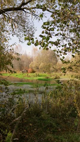 Cattails and grasses grow in still marsh water on sunny autumn day. Forest with yellow and orange foliage lines distant shore under clear blue sky. Tranquil wetland scenery