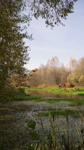 Quiet river bend with marshy banks covered in green grass and cattails. Water surface has fallen leaves and duckweed. Deciduous forest with yellow and orange foliage. Natural scenic landscape
