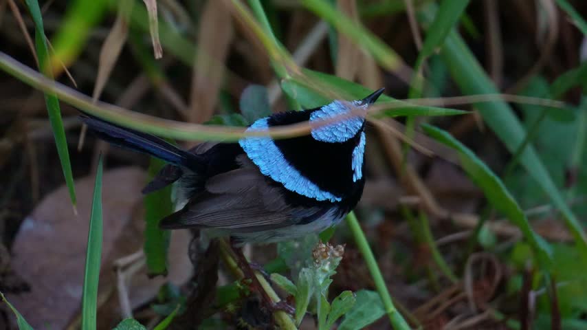 Close up shot of a male superb fairywren (Malurus cyaneus) in striking bright blue and black breeding plumage perches among green foliage, looks around its surroundings, and hops away,.