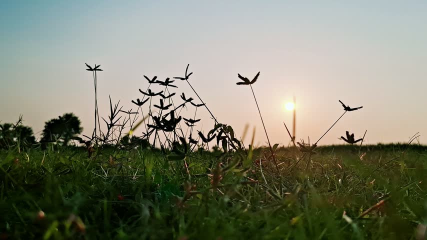 A Ground Perspective Highlights Dark Slender Stems Pointing Toward A Glowing Golden Sphere. Blurred Trees Border The Distant Horizon Under Calm Twilight Conditions.