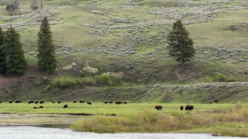 Yellowstone National Park - Bison Herd in Lamar Valley
