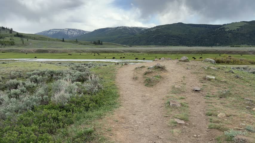 Yellowstone National Park - Bison Herd in Lamar Valley