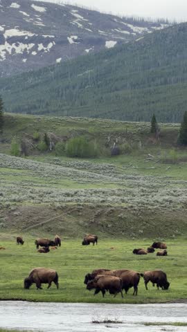 Yellowstone National Park - Bison Herd in Lamar Valley