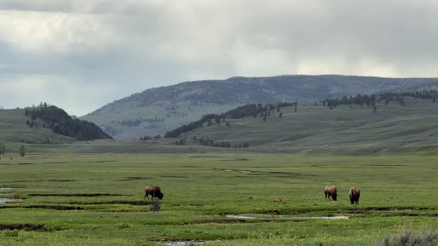 Yellowstone National Park - Bison Herd in Lamar Valley
