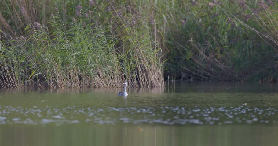 Juvenile great crested grebe stretching body and flapping wings low in the water on a calm pond