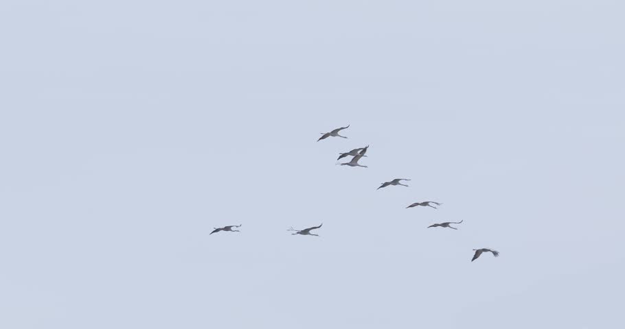 Small flock of common cranes flying in V-formation against cloudy sky