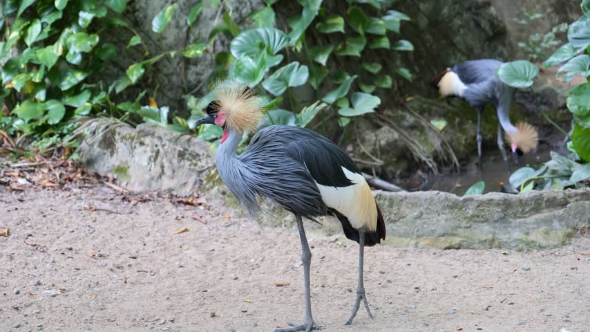 Crowned crane with a spiky golden crest, red cheek patch and layered blue-gray feathers standing on sandy ground, with leafy plants and rocks in the background.