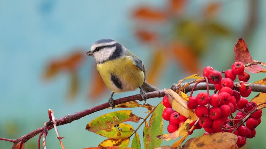 Blue Tit (Cyanistes caeruleus), Titmouse, while looking around from a Mountain ash or rowan branch full of red berries, and then take flight