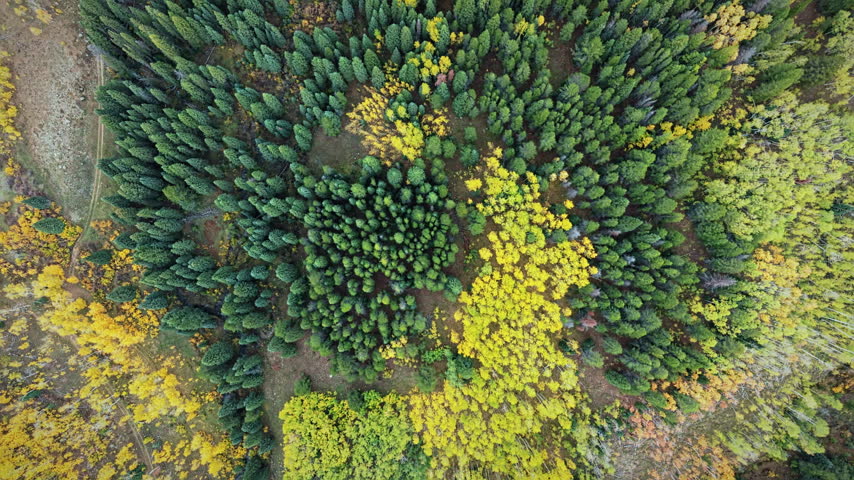 Top view of dense green pine canopy mixed with vibrant yellow aspen trees during autumn foliage season in Colorado, USA