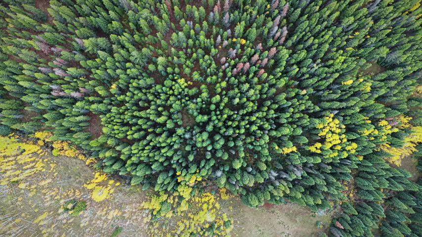 Top view of dense green pine canopy mixed with vibrant yellow aspen trees during autumn foliage season in Colorado, USA