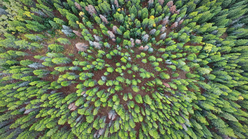 Top view of dense green pine canopy mixed with vibrant yellow aspen trees during autumn foliage season in Colorado, USA