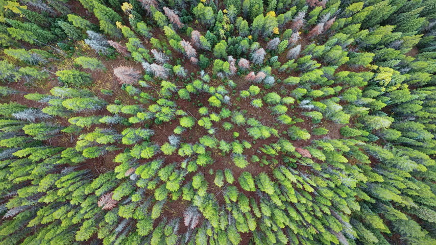 Top view of dense green pine canopy mixed with vibrant yellow aspen trees during autumn foliage season in Colorado, USA