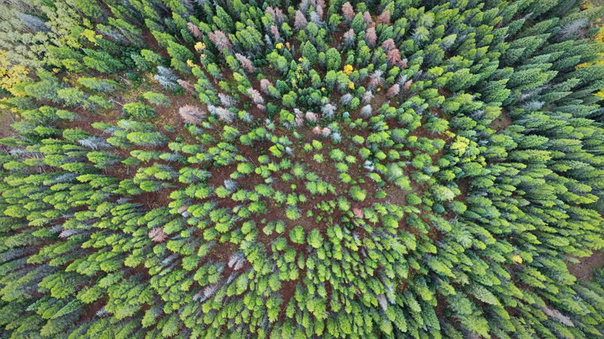 Top view of dense green pine canopy mixed with vibrant yellow aspen trees during autumn foliage season in Colorado, USA