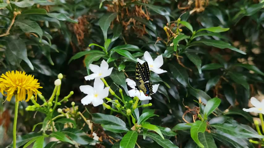 A black butterfly with delicate white markings rests gracefully on a cluster of pure white star-shaped flowers. Beside it stands a bright yellow fluffy bloom, creating a beautiful contrast against the deep glossy green leaves — a simple, elegant moment in nature.