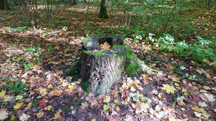 Mossy tree stump with a red apple stands in a forest glade among fallen leaves.